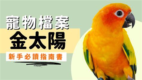 血鸚鵡壽命|血鸚鵡怎麼養才好？精選